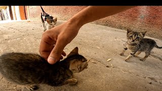 3 very hungry kittens have a very cute meow