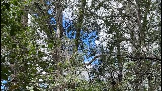 Holly grove part 2 by Historic Blick Plantation  181 views 1 month ago 5 minutes, 52 seconds