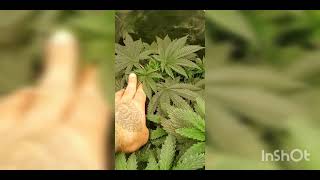 #MARSHYDROGROW Update