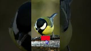 shorts Majed Salih  Likutuper playlist Preview Youtube Electro