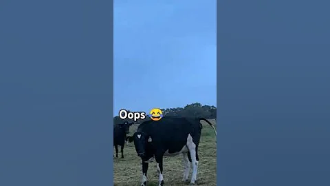 caught the cow in 4K! #funny #animals #funnyanimals #cute #poop #cows #funniestvideo #funnymoment