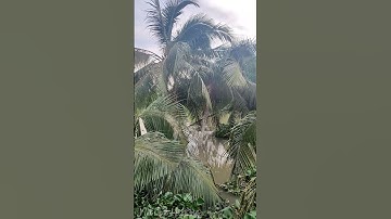 Cây Dừa Dưới Nước - Dừa Bị Sạt Lở Sức Sống Thật Mãnh Liệt #shorts #netquehuong