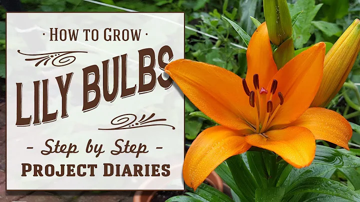 ★ How to: Grow Lily Bulbs in Containers (A Complete Step by Step Guide) - DayDayNews