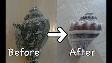 How to safely clean seashells!