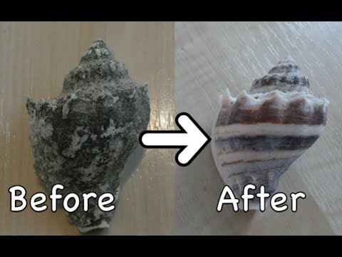 How to safely clean seashells!
