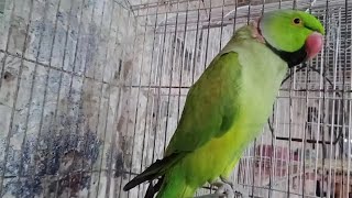 Ring Neck Green parrot