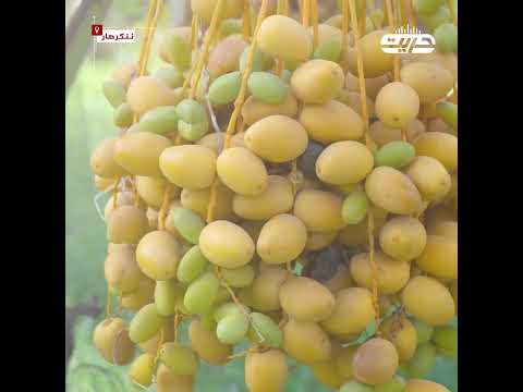 ننګرهار کې د خرما حاصلات حریت راډيو