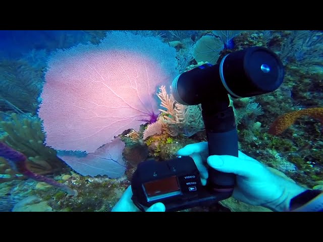 Scuba Diving in the Caymans