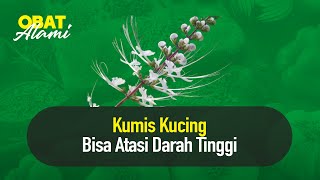 Kumis Kucing Bisa Atasi Darah Tinggi | Hidup Sehat
