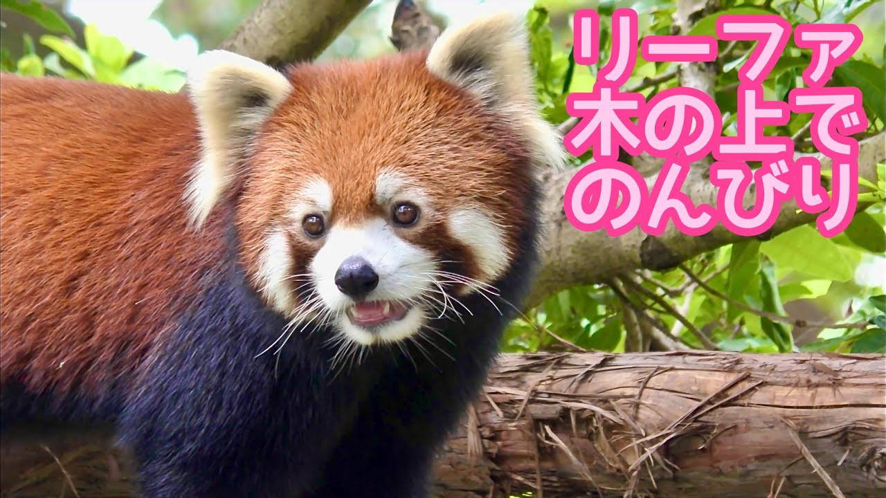 レッサーパンダ リーファちゃん 木の上をトコトコ歩きます【のんほい
