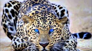 Bernat Gusinman Silno Me Kadav Tut Mo Vilo 2014