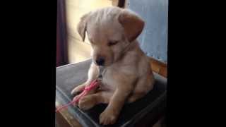 仔犬 生後49日 北海道犬とブリタニースパニエルのミックス犬 20131229 ⑧