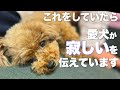 愛犬が寂しいを伝える行動 寂しさやストレスを緩和する方法 愛犬からのSOSサイン