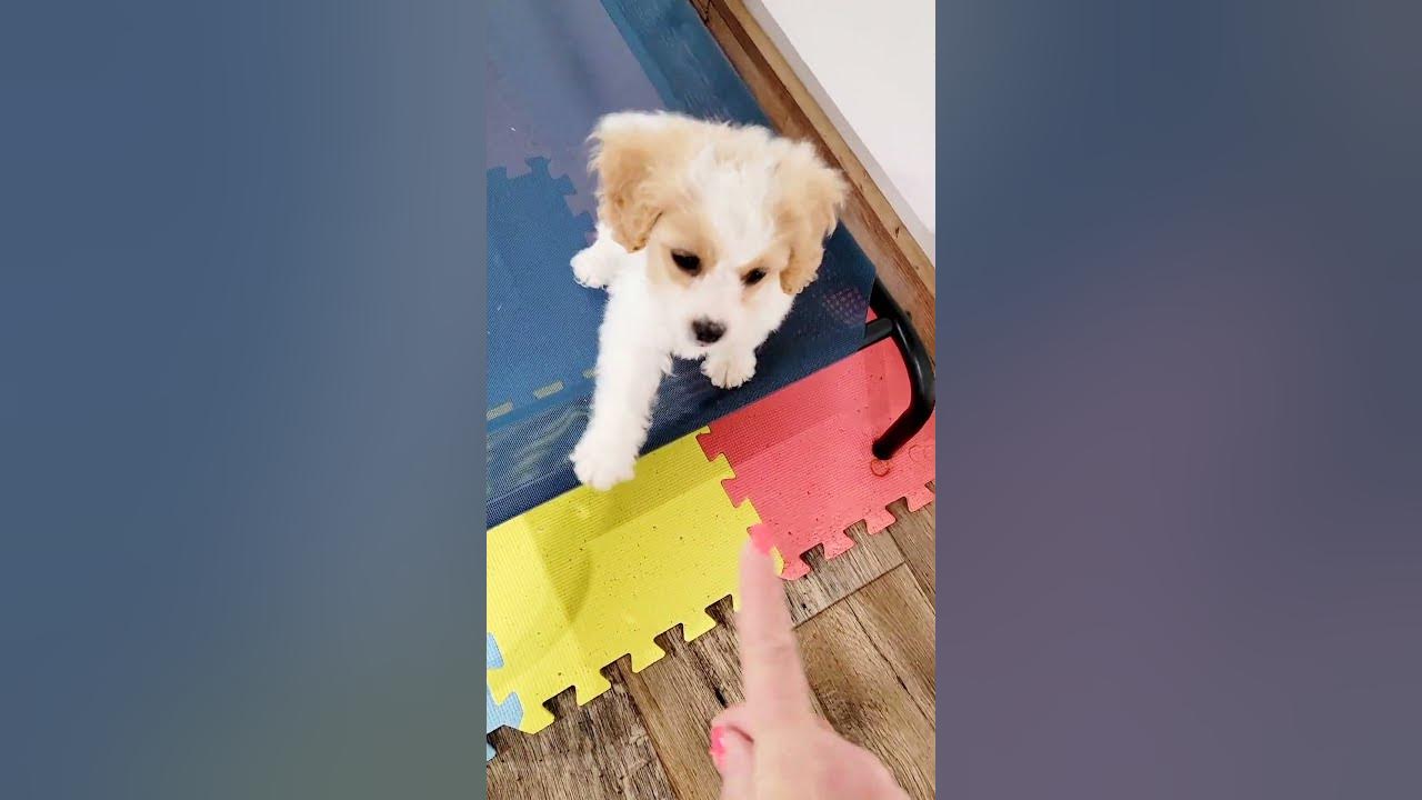 Cavachon Puppy Training (adorable) YouTube