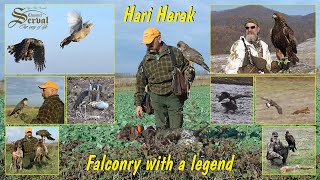 Hari Herak - The best of Falconry with a legend - Falconry with Hawk, Falcon &amp; Eagls