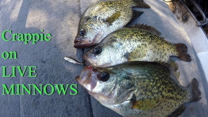 How To Fire Dye Crappie Minnows 