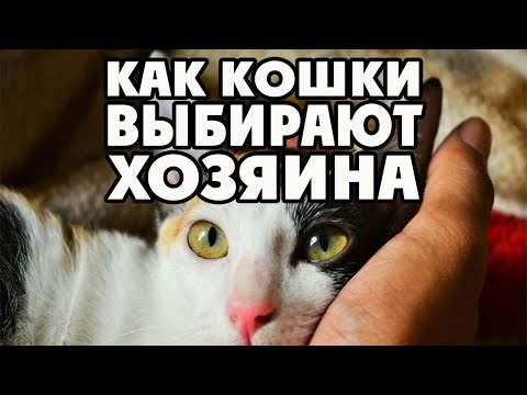 Как кошки выбирают хозяина / как кошки выбирают хозяина и по какому признаку