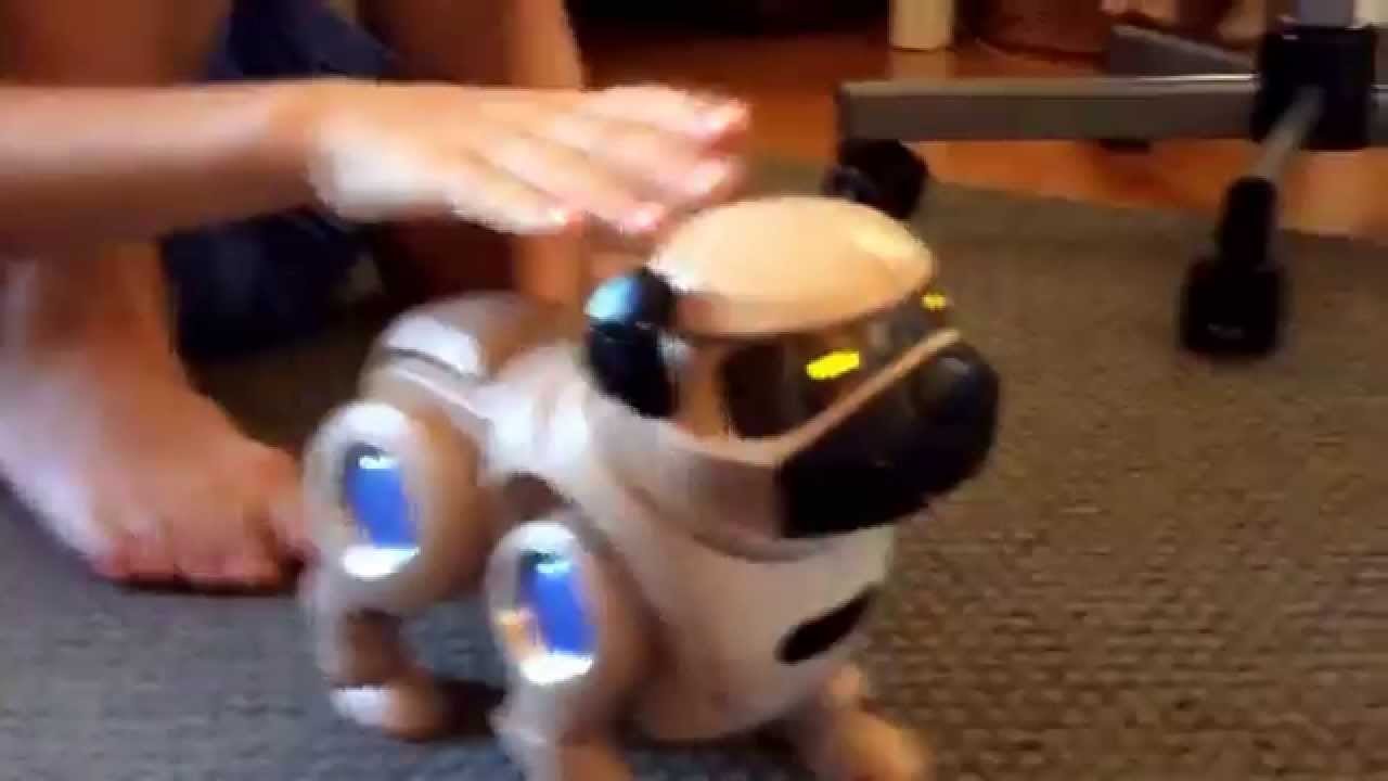 Techno the Pug - YouTube