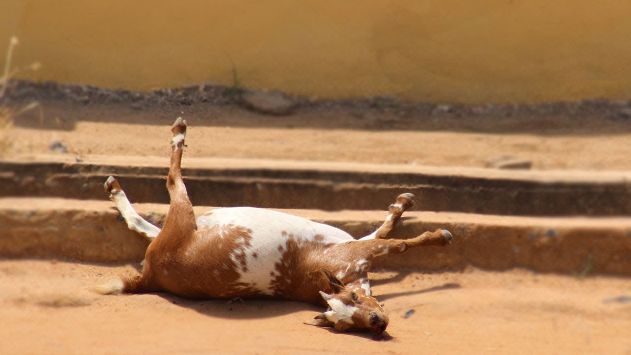 ABANDONED DYING GOAT IN AFRICA (Real Social Experiment) Prank Africa