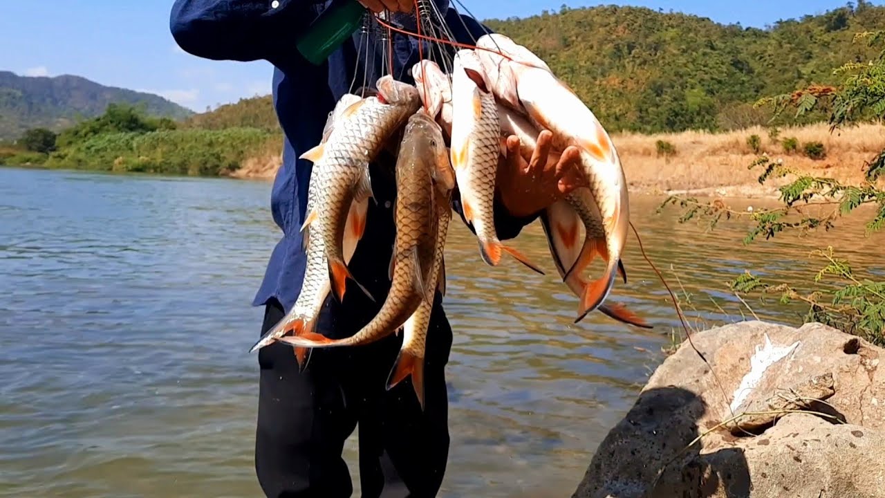 Câu lure | thiên đường cá ngựa nam - giật không kịp