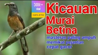 AUDIO MASTERAN MURAI BETINA COCOK UNTUK MEMIKAT MURAI JANTAN AGAR CEPAT GACOR