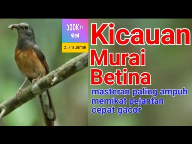 AUDIO MASTERAN MURAI BETINA COCOK UNTUK MEMIKAT MURAI JANTAN AGAR CEPAT GACOR class=