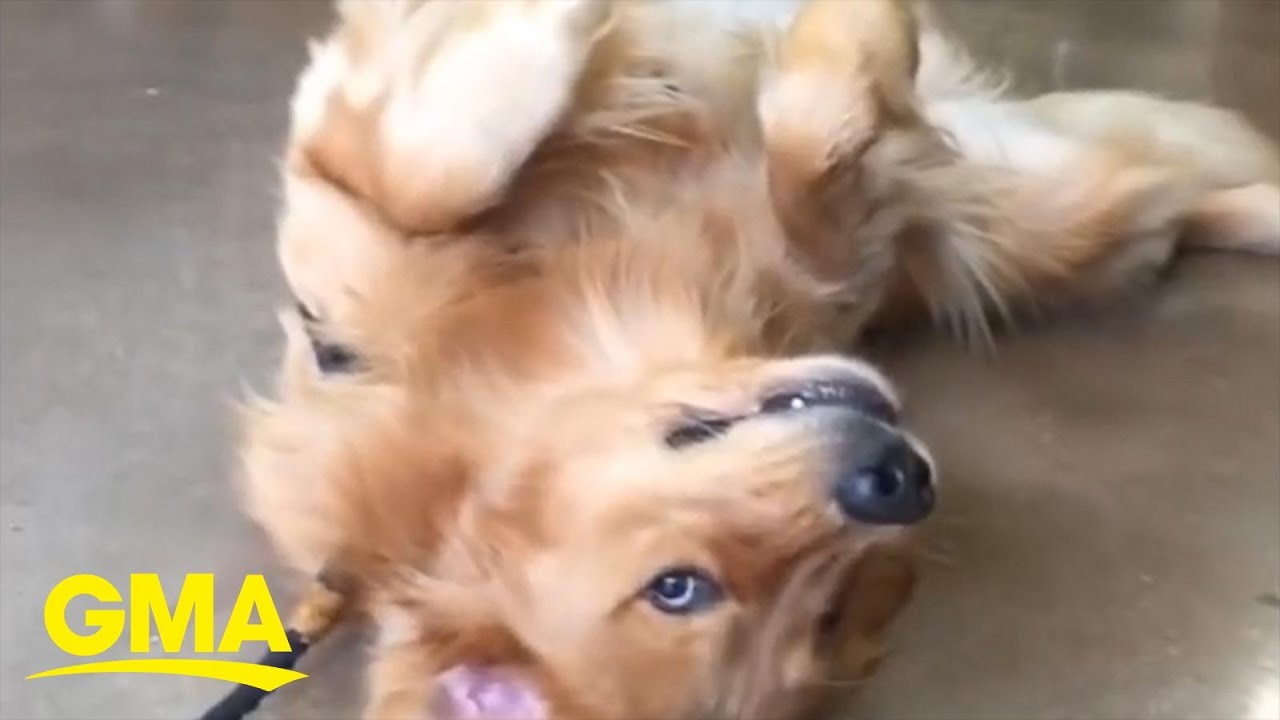 golden retriever shopping