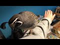 My pet california quail alvin climbs my arm