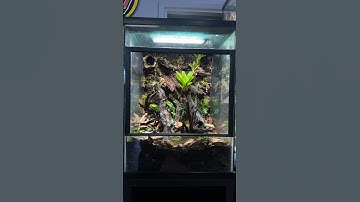 How I Build a Bioactive Background 18x18x24” #reptileshop #tucson #bioactive #vivarium #dartfrogs