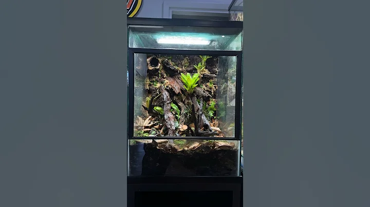 How I Build a Bioactive Background 18x18x24” #reptileshop #tucson #bioactive #vivarium #dartfrogs