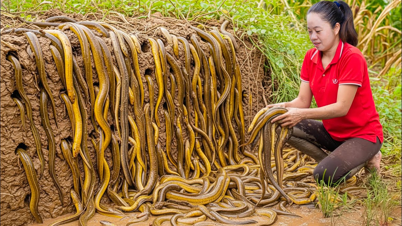 Harvesting Millions Invasion Eels & Go to Market Sell | Catching Many Big Eels with Bare Hand