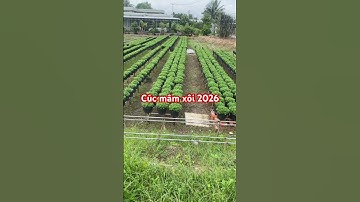 Cúc mâm xôi Hoa Tết 2026#cucmamxoi #hoatet #cuocsongmiendong