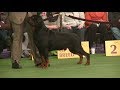 Rottweiler Westminster dog show on 13th February 2018 b