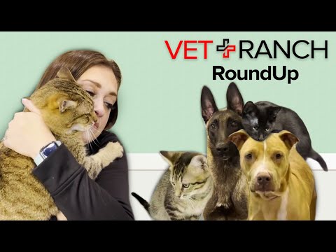 Lots of Adoptions on This Week's RoundUp - Lots of Adoptions on This Week's RoundUp