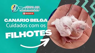 CANÁRIO BELGA - CUIDADOS COM OS FILHOTES