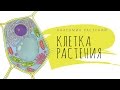 Клетка растения. Анатомия растений - 1