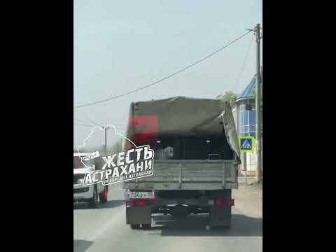 Отлов собак в Астрахани