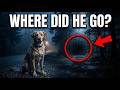 The Dog Followed His Owner Every Night… Until One Night He Didn’t Come Back #dogstory