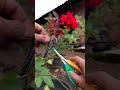 Grow a rose from a rose, no cutting first #shorts #gardening #roses