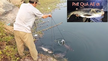 Câu cá mè đêm hồ đá - lên cá mè khủng 3 con liên tục!✅