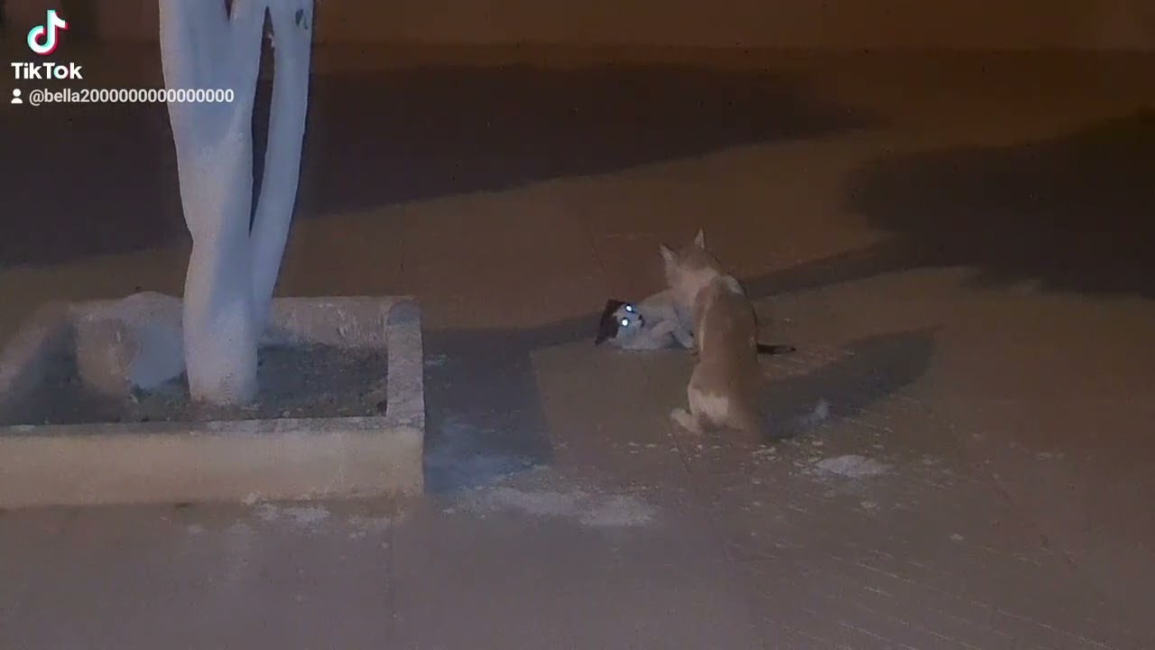 conflits entre chats