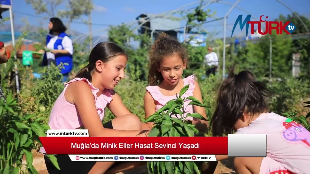 Muğla’da Minik Eller Hasat Sevinci Yaşadı