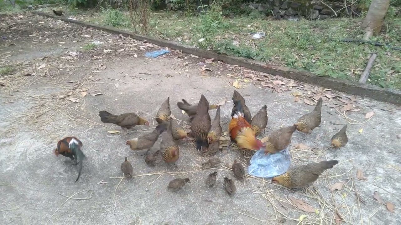 Trại giống gà rừng mường la