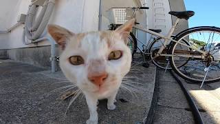 漁港の野良猫、警戒心強くなかなか懐いてくれません。