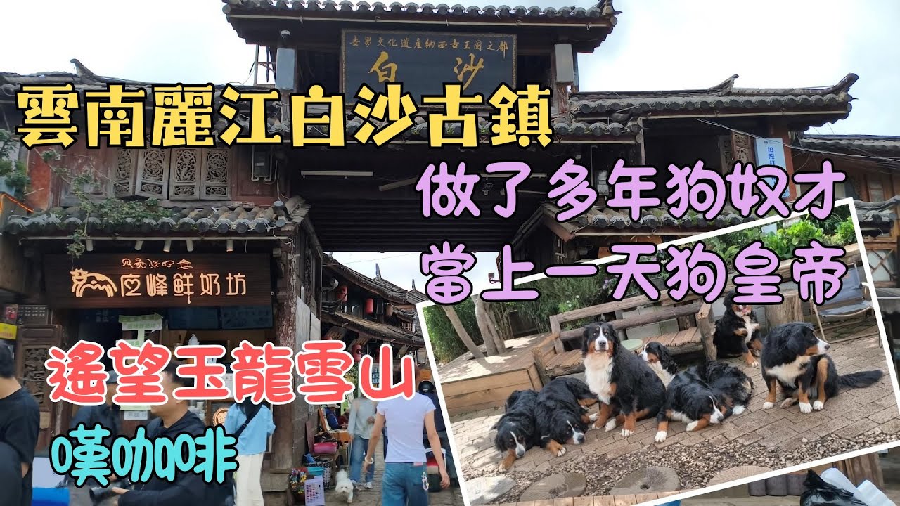 95【雲南旅遊七】🏰白沙古鎮 🏔️遙望玉龍雪山 ☕嘆咖啡 🐶做狗皇帝