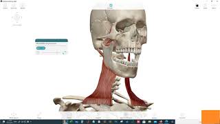 Human Anatomy Atlas For Pc screenshot 3