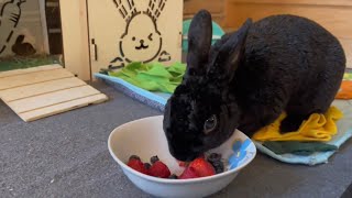 Bunny ASMR : Eating a Berries Salad (Strawberry, Raspberry, Blueberry) !