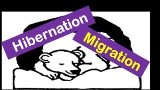 Hibernation And Migration Animals for Kids