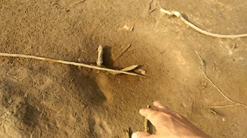 Tổ cá Rô Phi ở Lòng Hồ Dầu Tiếng Tây Ninh sẻ như thế nào