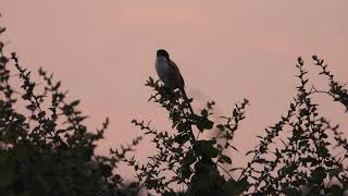 Long-tailed shrike call/sound screenshot 5